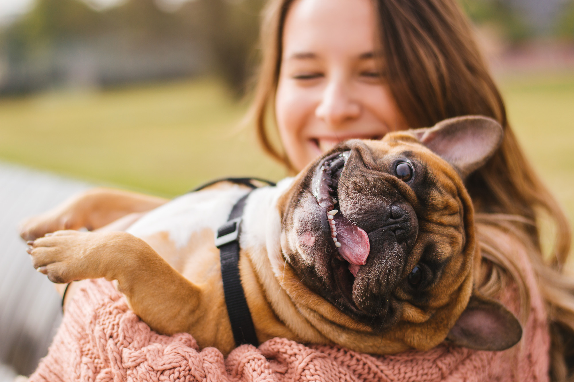 If you are dealing with emotional distress, then you may want to consider getting a service pet. Here are the major benefits of emotional support animals.