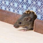 Do you have a rat infestation in your home? Have you ever asked yourself the question: what is the best way to get rid of rats? Read on to learn more.