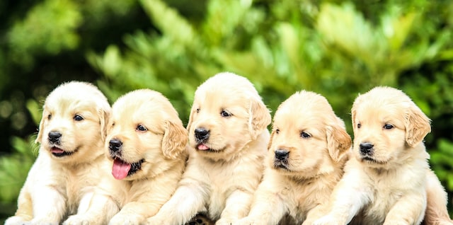 Impacts of Raising Golden Retriever Puppies