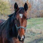 Frequently Asked Questions About Horse Insurance