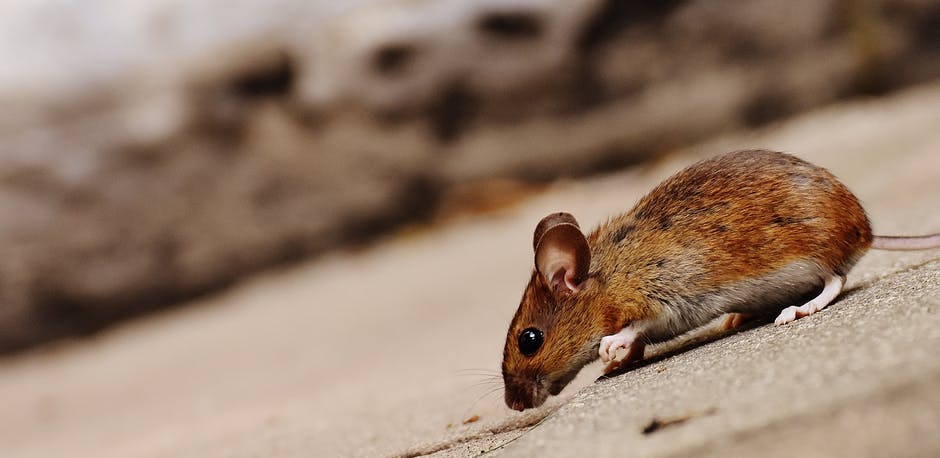 The signs of a rat infestation aren't always easy to spot - but with this handy guide, you'll be able to see the small signs of a bigger problem. Click to see.