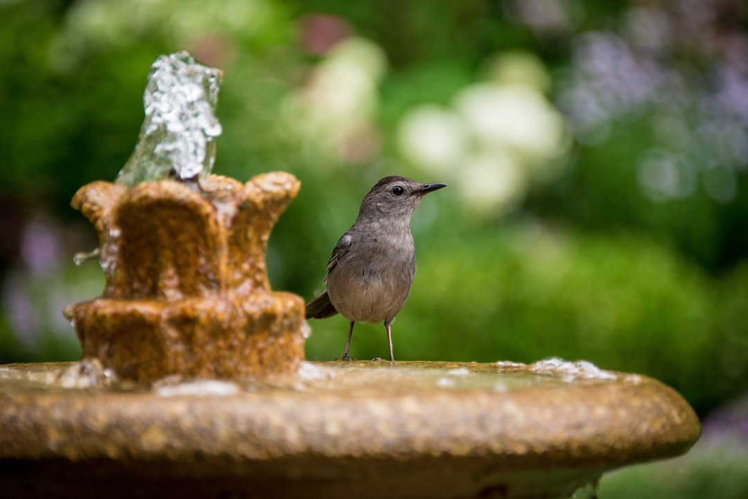 Cleaning a bird bath fountain isn't difficult as long as you know what you are doing. Read this guide to learn about the steps.