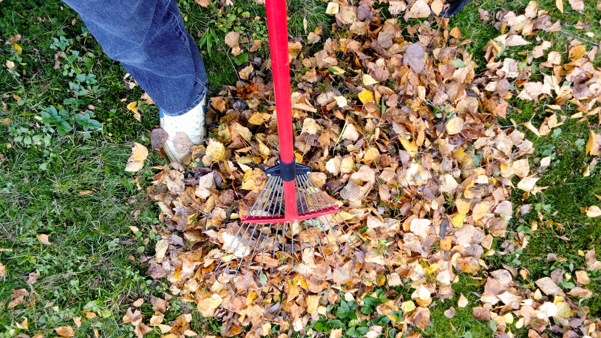 Your yard will eventually get messy as the weather and seasons change. Here's what you can do to clean up your messy yard.