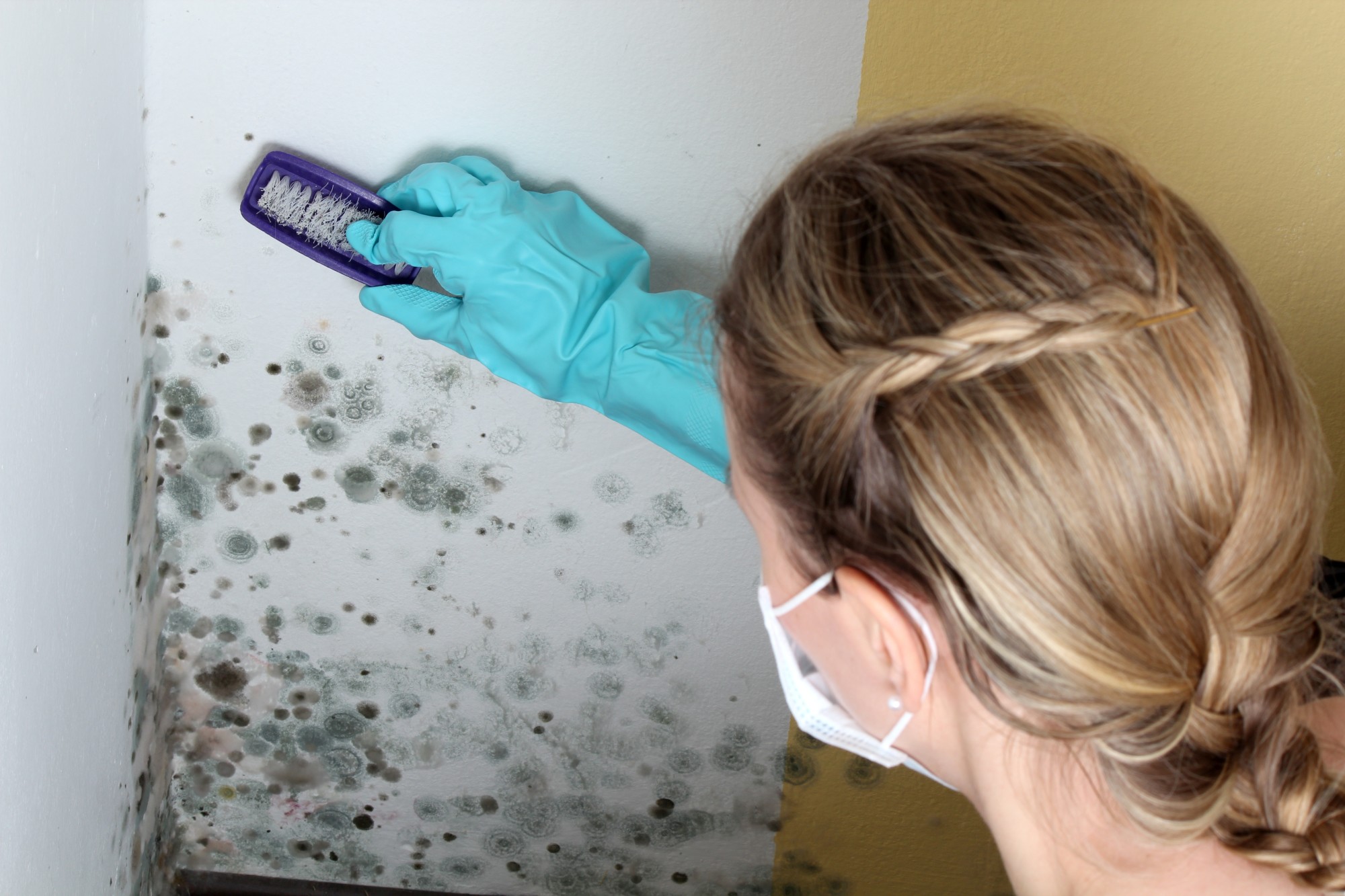 Is mildew dangerous? How does mildew affect your health and your house? Click here to learn everything you need to know.