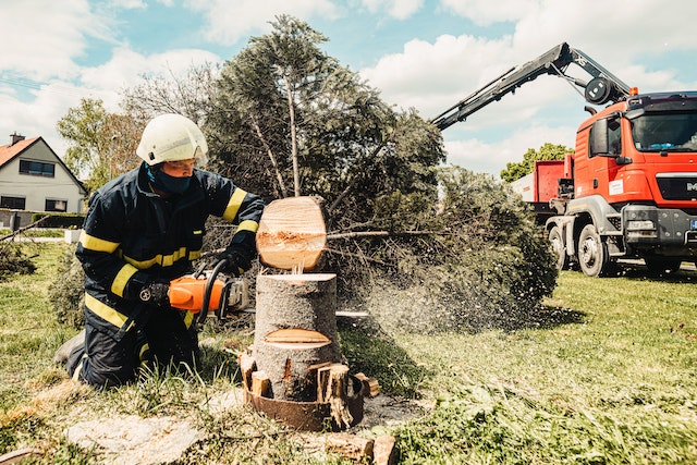 How to Choose the Right Tree Service for Your Property