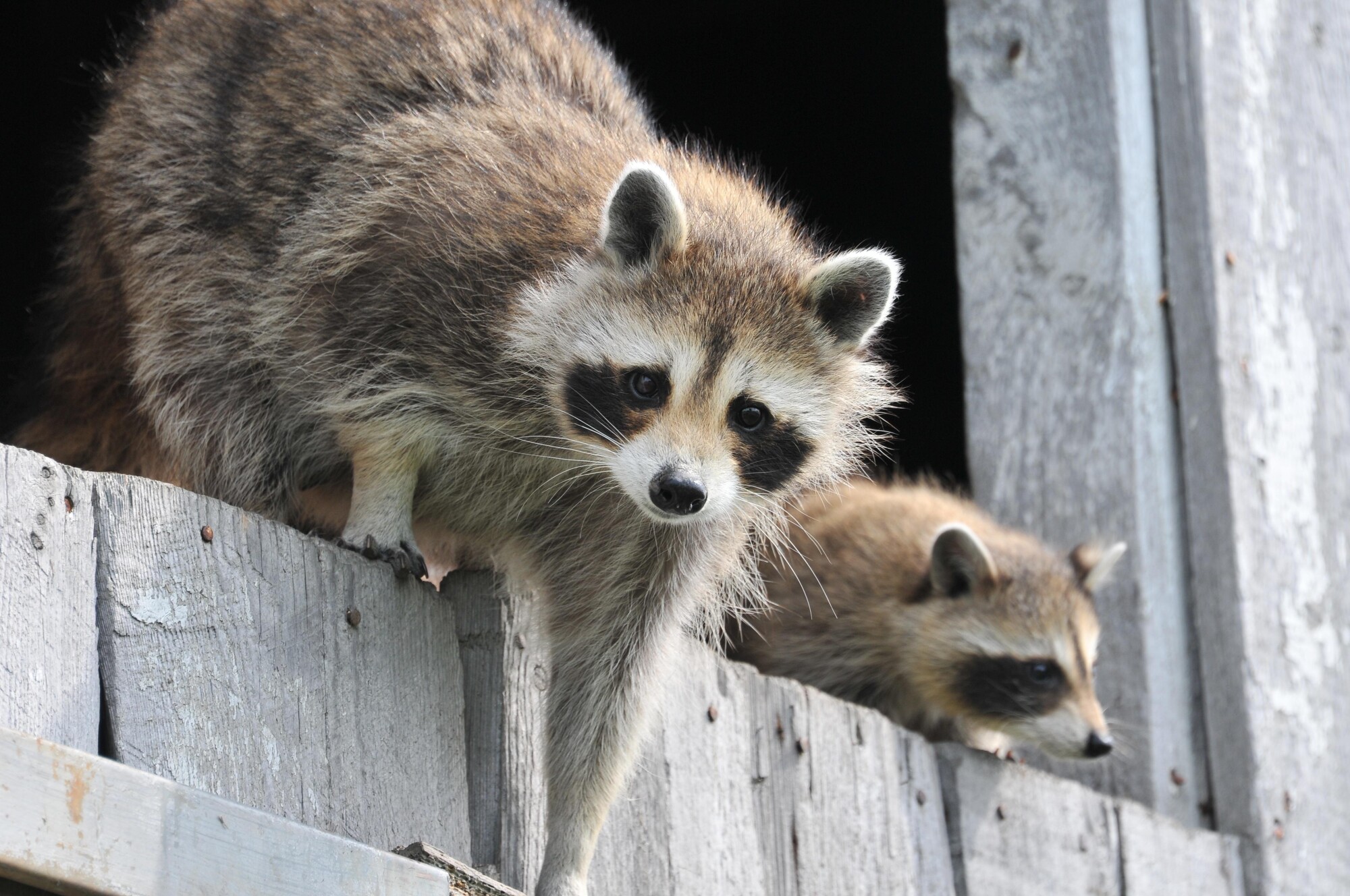 Confront raccoon infestations in your attic with confidence. Let us help you navigate the battle against raccoons in the attic here.