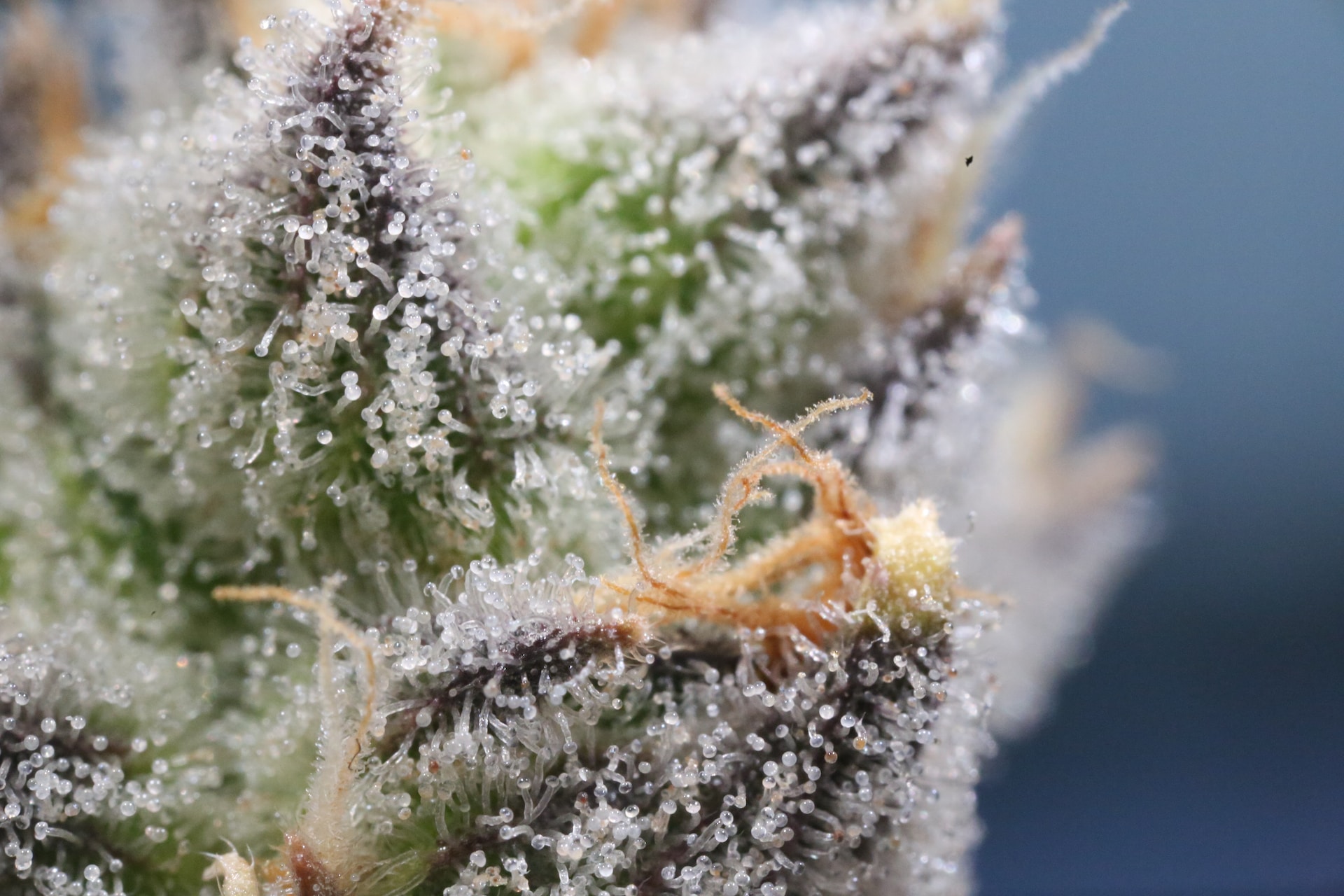 What are terpenes and THC and how do they affect your high? Click here to explore the difference between terpenes vs THC.