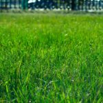 Having a beautiful lawn can really increase the value of your house. Here are some effective tips to help you get dark green grass.