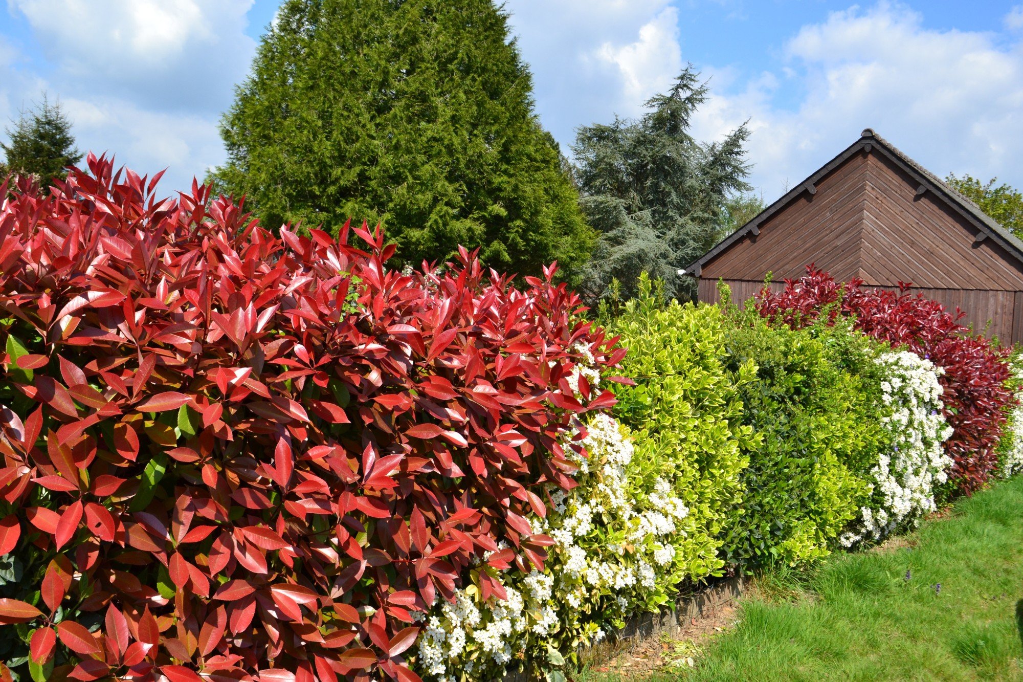 You don't want to have to wait years to get shrubs up in your garden. What shrubs grow fast? Here are the top selections.