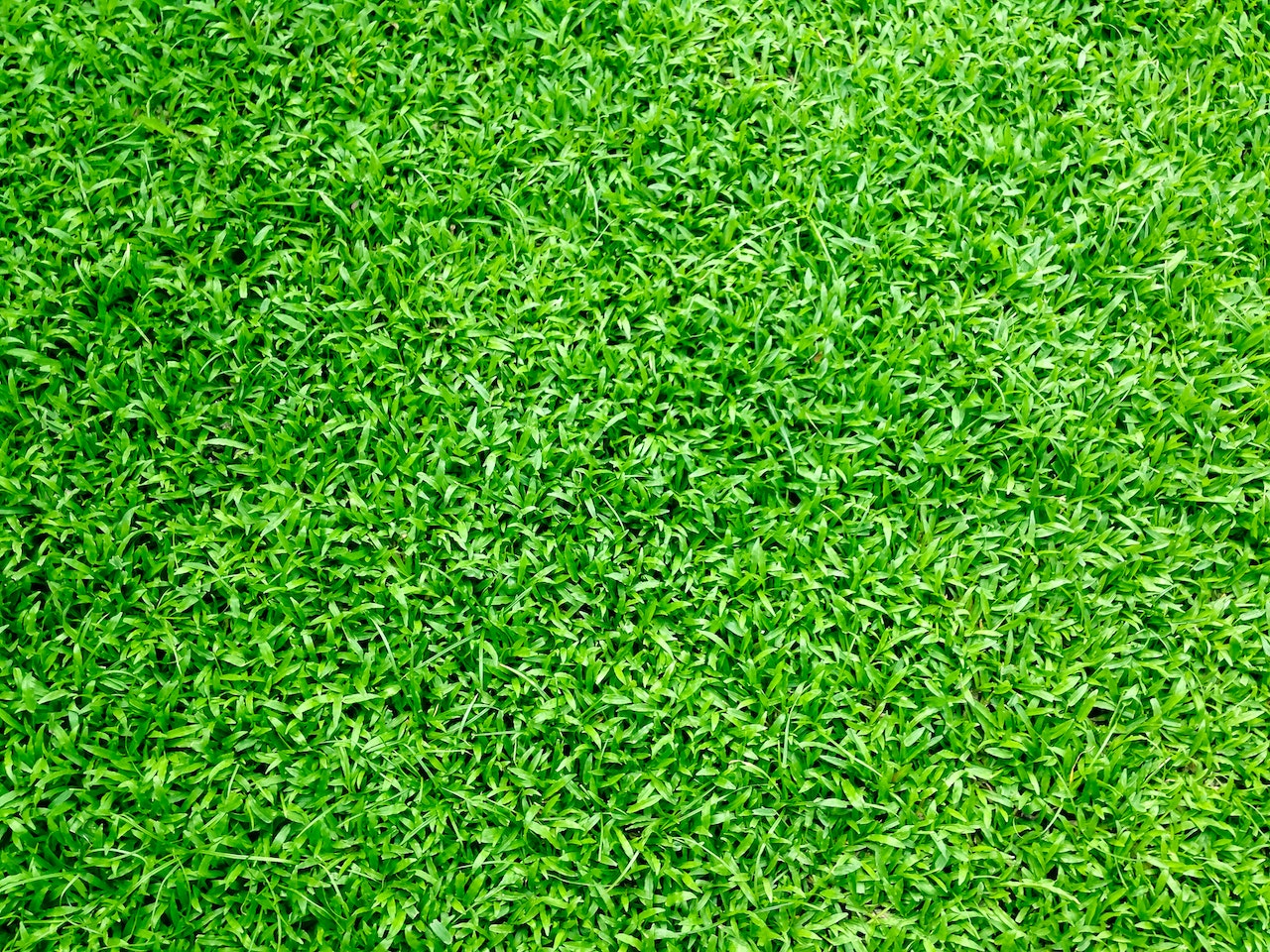 The Essential Key Tasks For a Lush Lawn