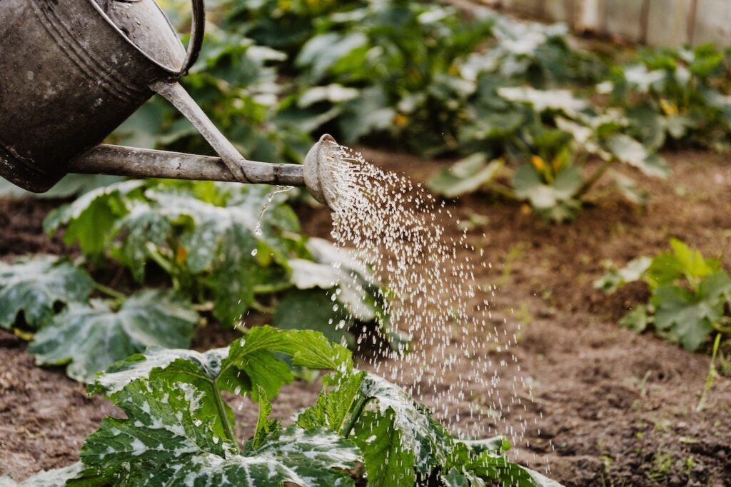 watering plants