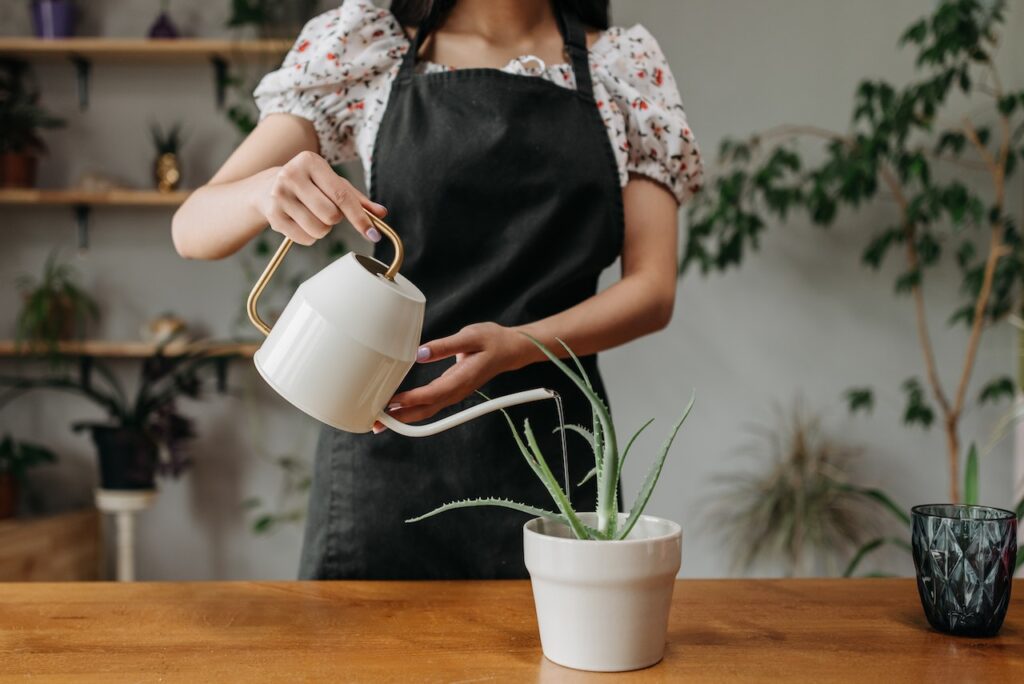 best time to water plants