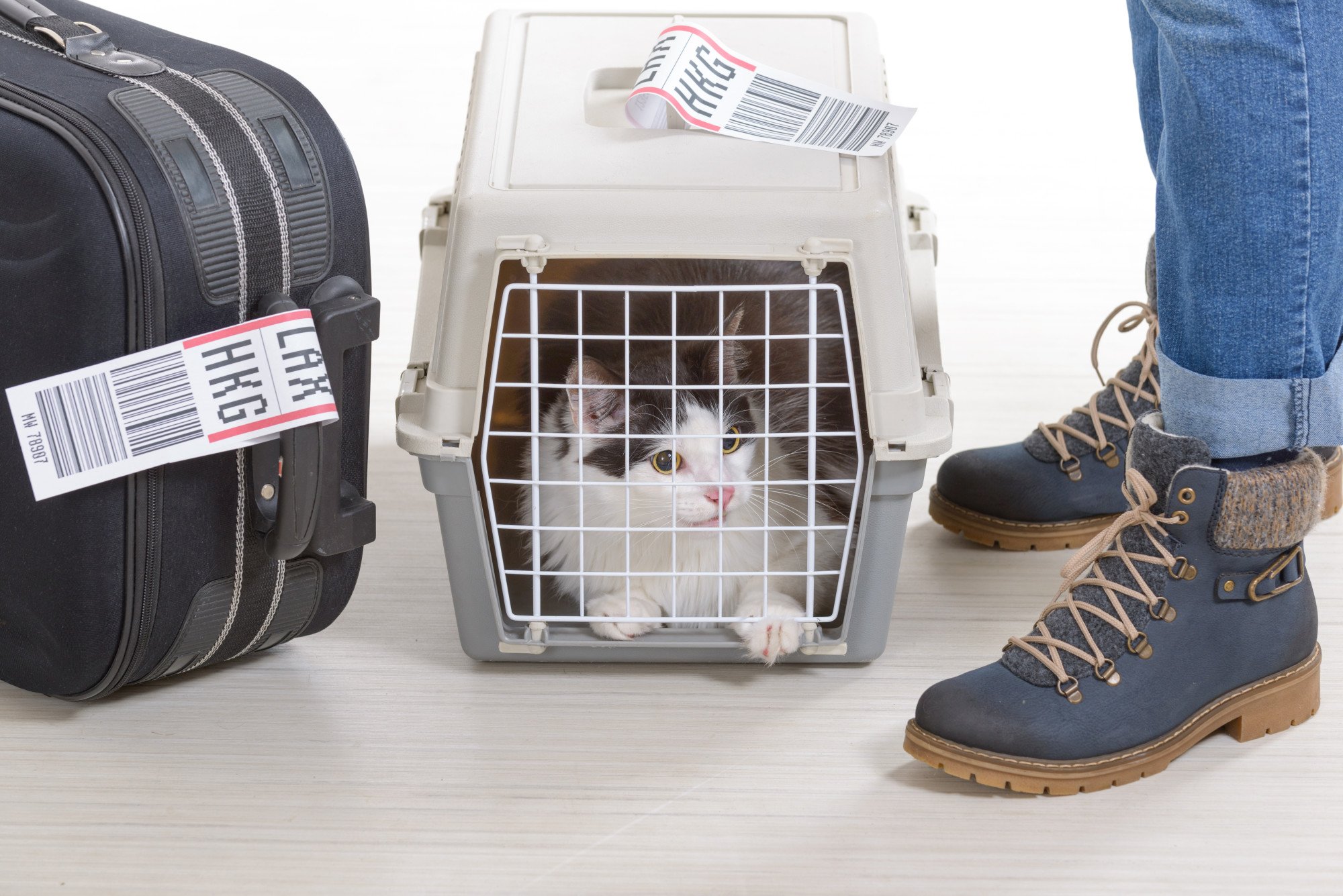 4 Essential Tips For Moving With A Cat To A New Home Go Beyond Bounds   5d37d28903e0e0cf57a47e249b6c4bda 