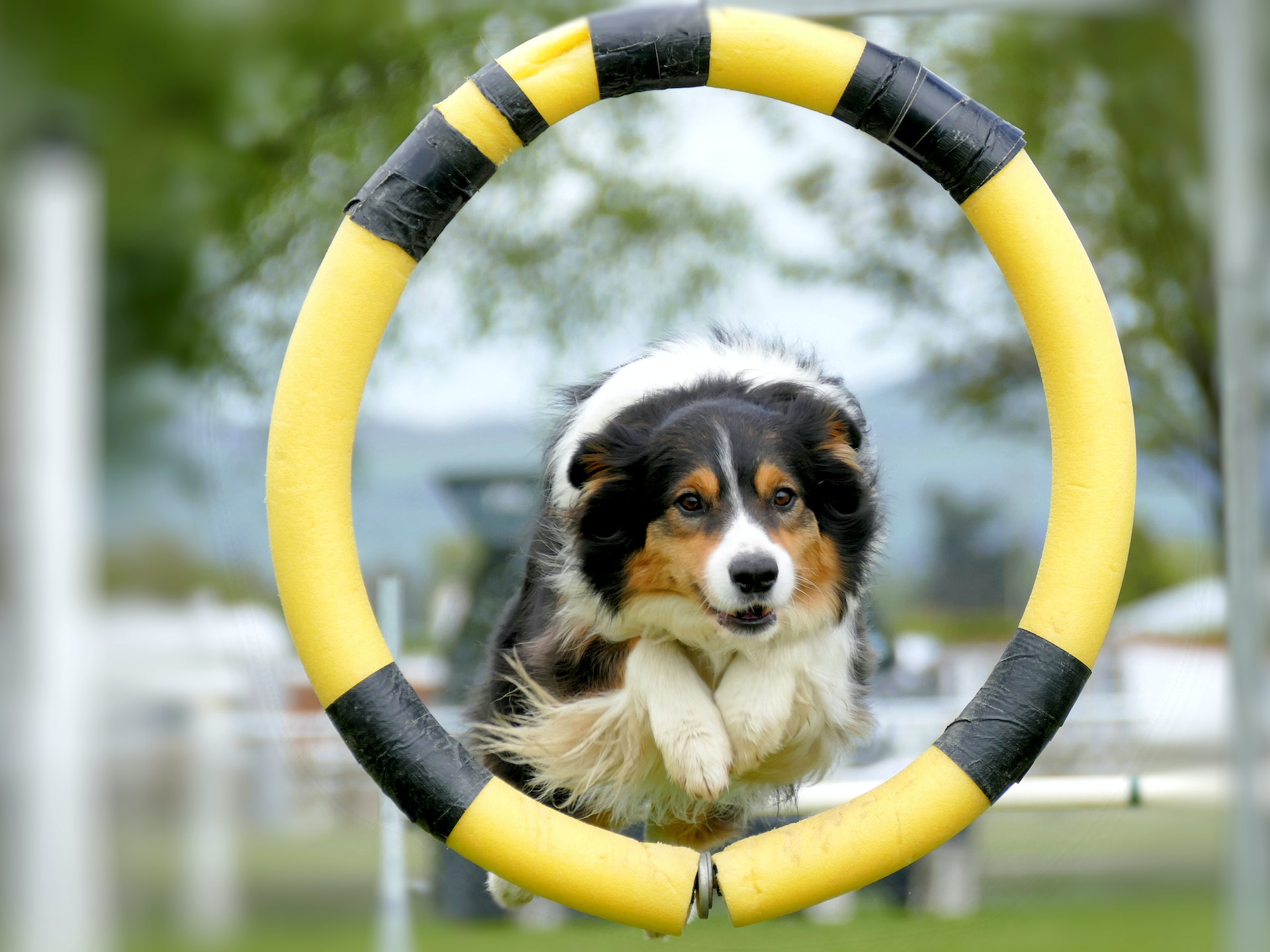 Why Investing in Dog Agility Course Equipment is Worth It?