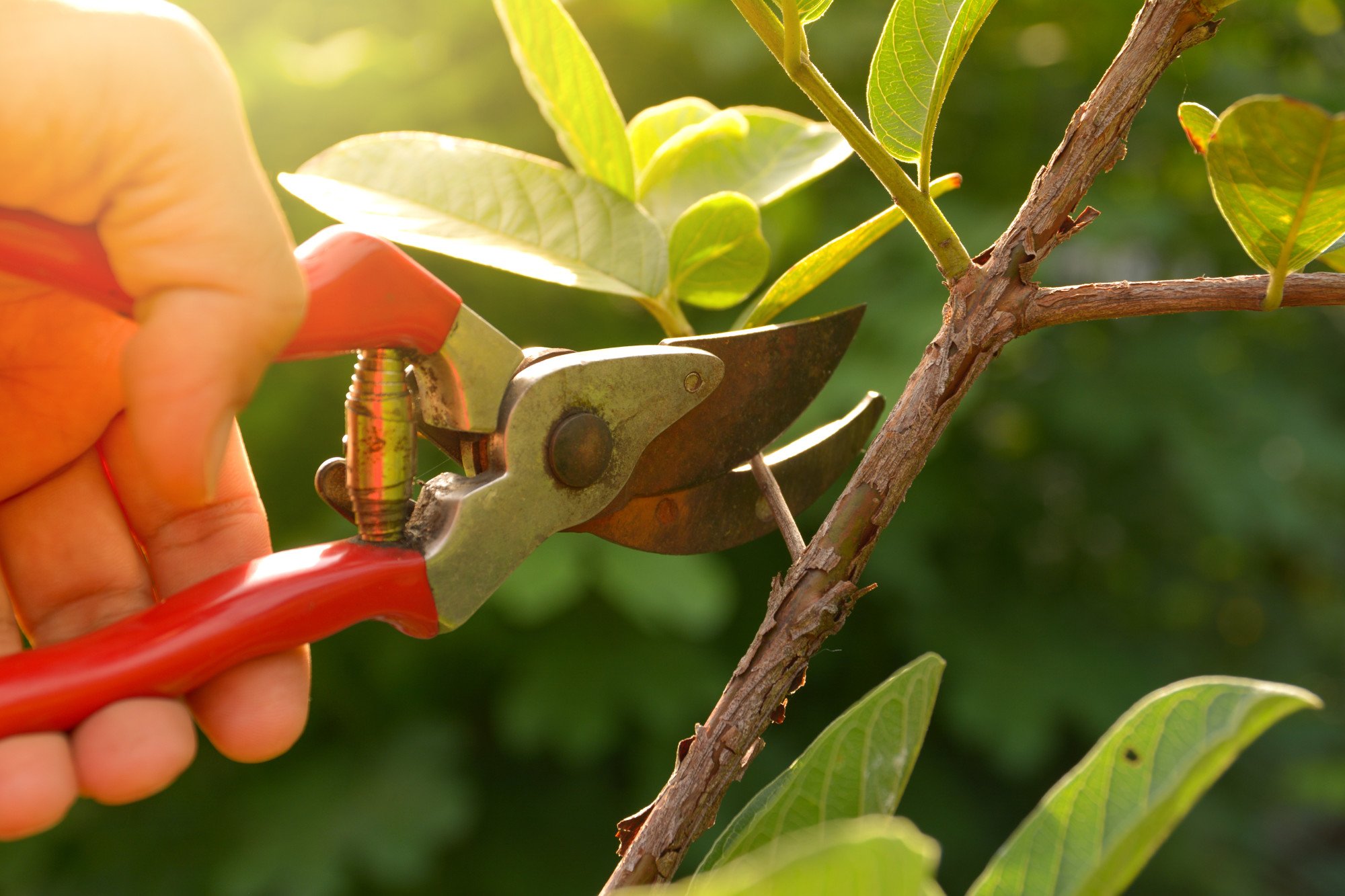 Discover essential tips! Learn about the top 5 mistakes to avoid in tree and shrub care. Enhance your knowledge of effective tree and shrub care practices.