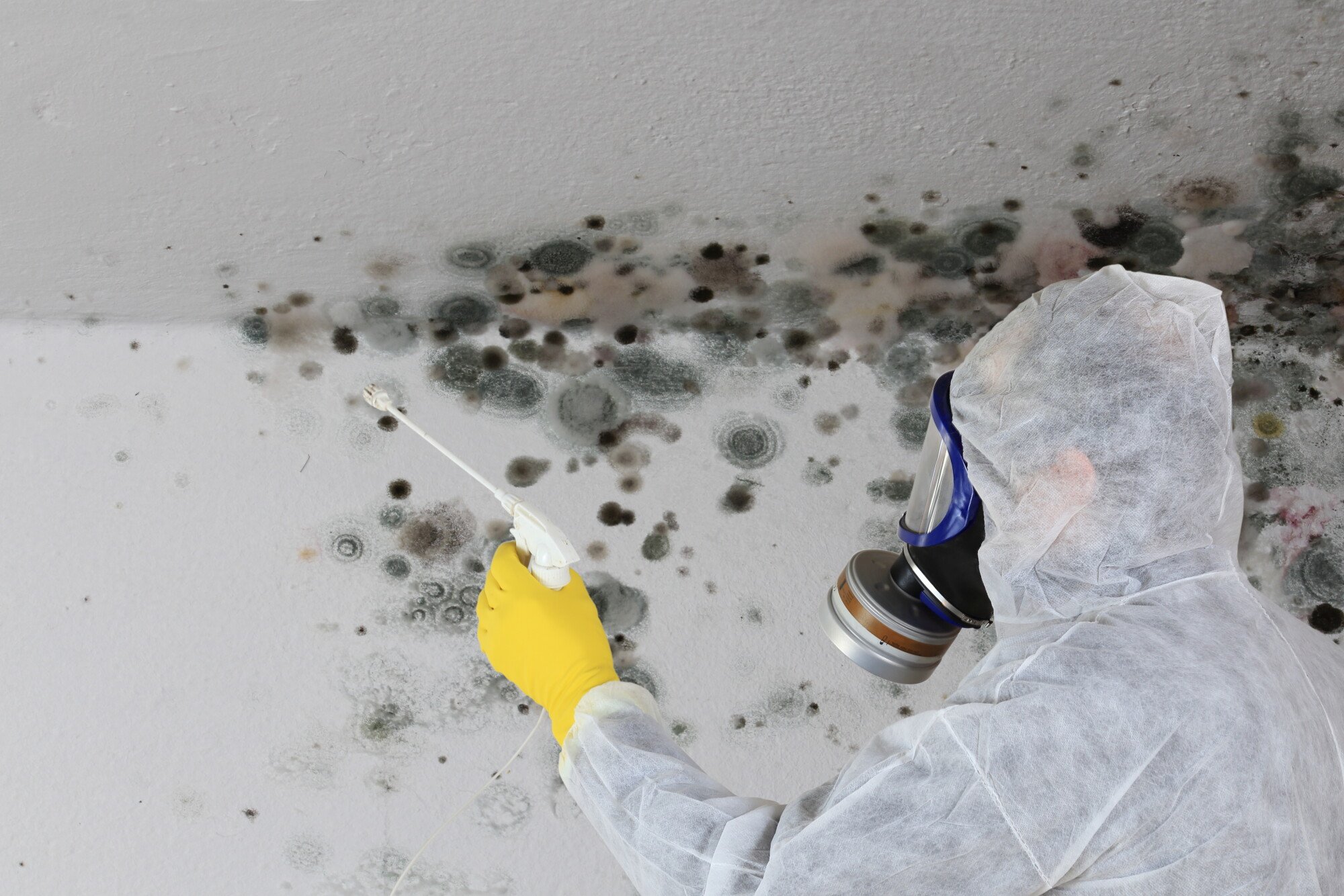 Discover the subtle warnings! Uncover 8 signs signaling the necessity for professional attic mold removal. Safeguard your home with expert solutions.